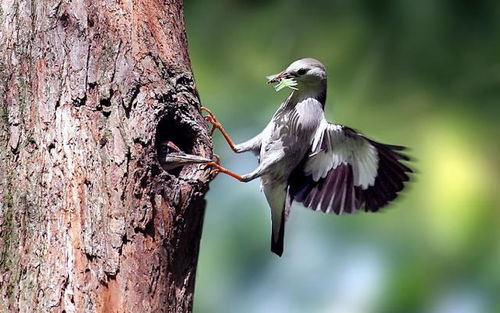啄木鳥撞上高壓線，網友戲稱“血條消失術” 電纜安全警示引熱議